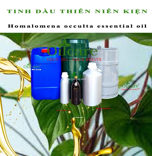 Tinh dầu thiên niên kiện giá sỉ lít kg buôn rẻ bán ở đâu “Homalomena occulta Essential Oil”